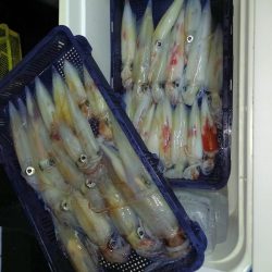 第二龍勢丸 釣果