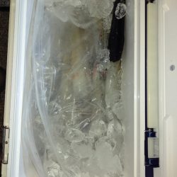 第二龍勢丸 釣果