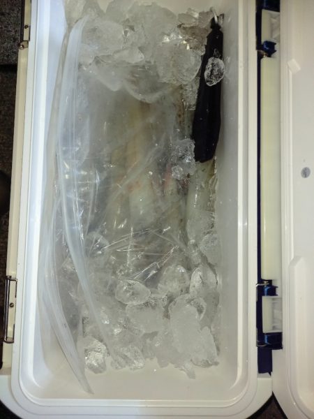 第二龍勢丸 釣果