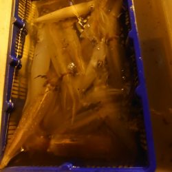 海龍丸（石川） 釣果