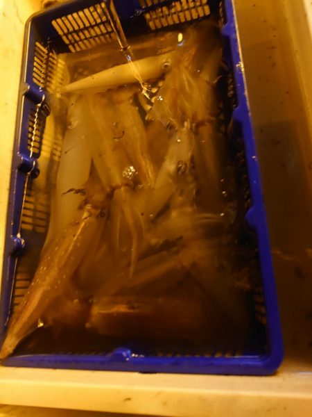 海龍丸（石川） 釣果