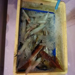 海龍丸（石川） 釣果