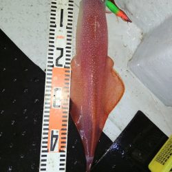 第二龍勢丸 釣果