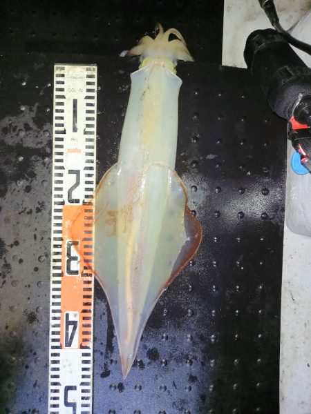 第二龍勢丸 釣果