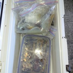 第二龍勢丸 釣果