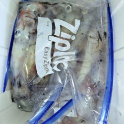 第二龍勢丸 釣果