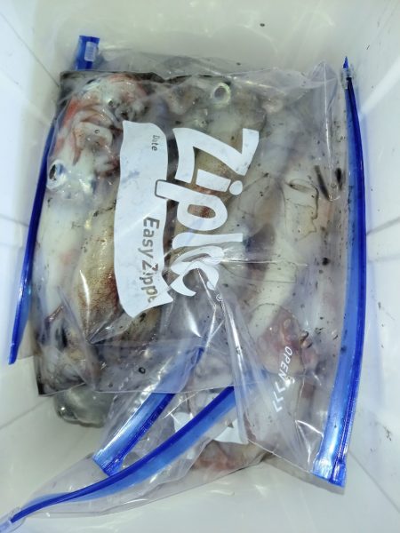 第二龍勢丸 釣果