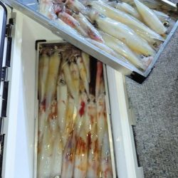 第二龍勢丸 釣果