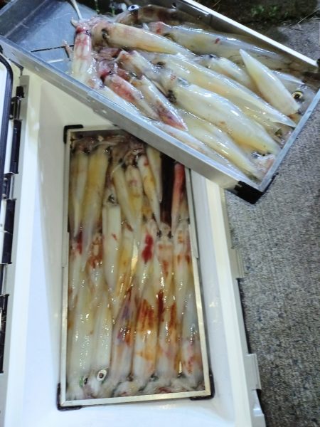 第二龍勢丸 釣果