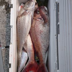 エンペラー 釣果