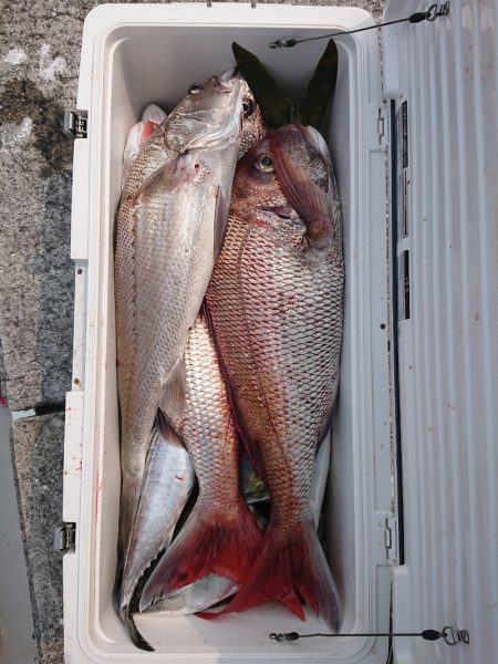 エンペラー 釣果