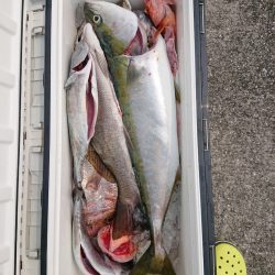 エンペラー 釣果