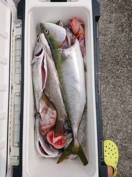 エンペラー 釣果