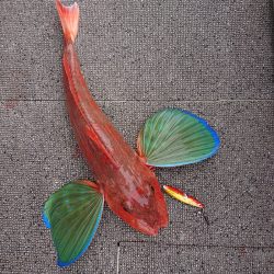 ARCADIAⅡ （アルカディアⅡ） 釣果