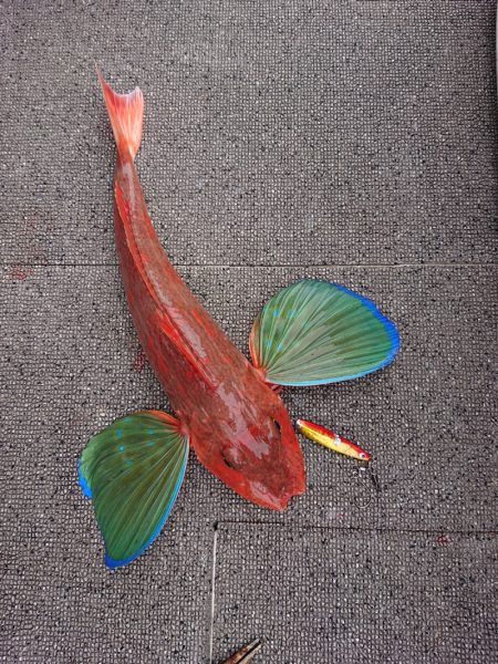 ARCADIAⅡ （アルカディアⅡ） 釣果