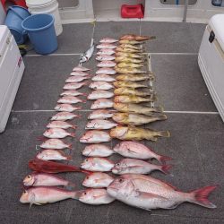 ARCADIAⅡ （アルカディアⅡ） 釣果