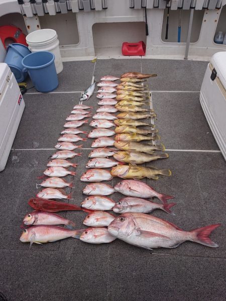 ARCADIAⅡ （アルカディアⅡ） 釣果…