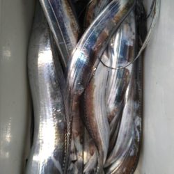 小島丸 釣果
