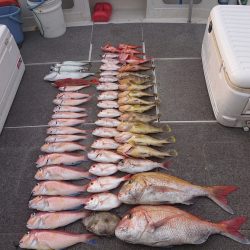 ARCADIAⅡ (アルカディアⅡ) 釣果