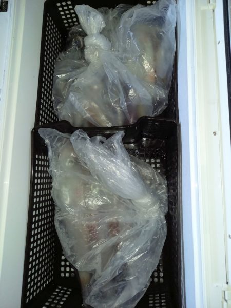 第二龍勢丸 釣果