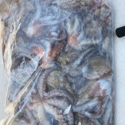 Ｖ−７ West 釣果