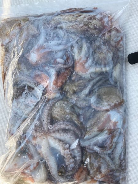 Ｖ−７ West 釣果