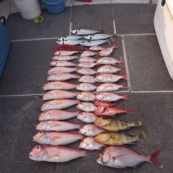 ARCADIAⅡ (アルカディアⅡ) 釣果