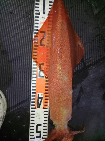 第二龍勢丸 釣果