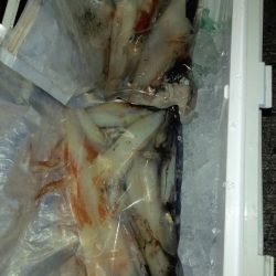 第二龍勢丸 釣果