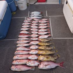 ARCADIAⅡ (アルカディアⅡ) 釣果