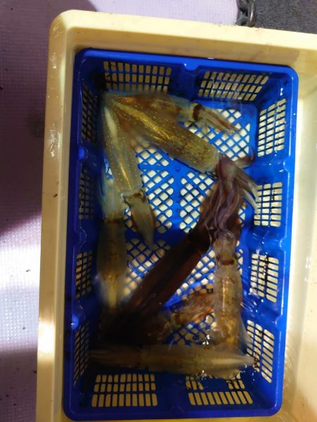 海龍丸（石川） 釣果