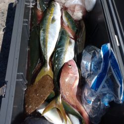 ありもと丸 釣果