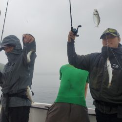 ソルトウォーターガイドフレンズ 釣果