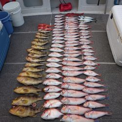 ARCADIAⅡ （アルカディアⅡ） 釣果