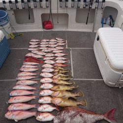 ARCADIAⅡ (アルカディアⅡ) 釣果