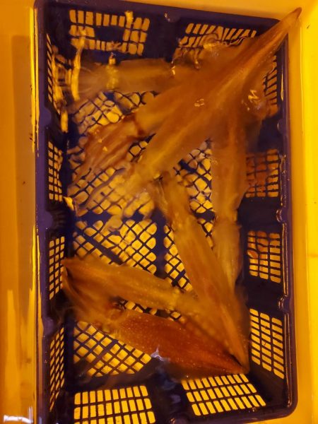 海龍丸（石川） 釣果