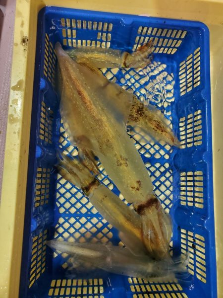 海龍丸（石川） 釣果