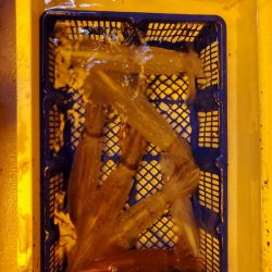 海龍丸（石川） 釣果