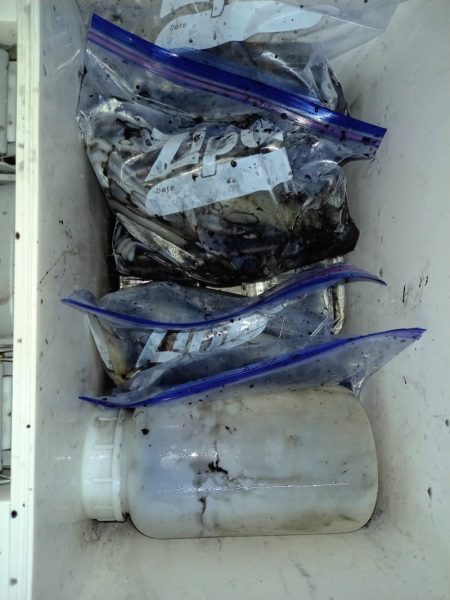 第二龍勢丸 釣果