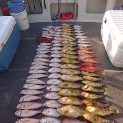 ARCADIAⅡ (アルカディアⅡ) 釣果