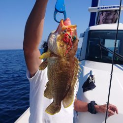 ARCADIAⅡ (アルカディアⅡ) 釣果