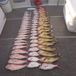 ARCADIAⅡ (アルカディアⅡ) 釣果