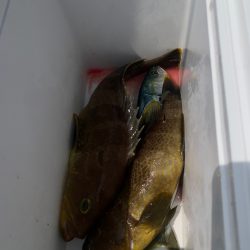 海龍丸（石川） 釣果