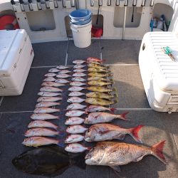 ARCADIAⅡ （アルカディアⅡ） 釣果