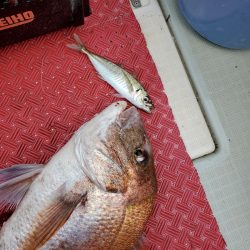 シーライオン 釣果