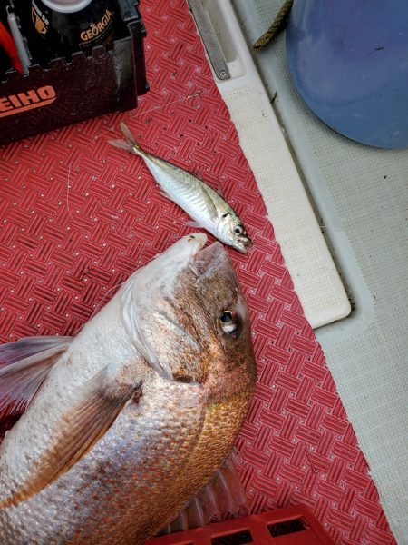 シーライオン 釣果