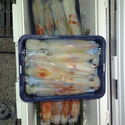 第二龍勢丸 釣果