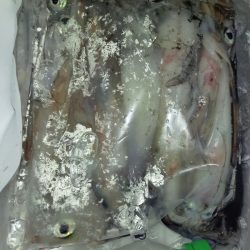 第二龍勢丸 釣果