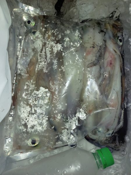 第二龍勢丸 釣果