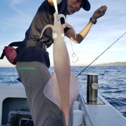 アマテラス 釣果